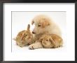 White German Shepherd Dog Puppy With Sandy Lop Baby Rabbits by Jane Burton Limited Edition Pricing Art Print