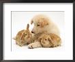White German Shepherd Dog Puppy With Sandy Lop Baby Rabbits by Jane Burton Limited Edition Pricing Art Print