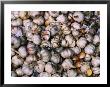 Cloves Of Garlic, Italy by Chris Mellor Limited Edition Print