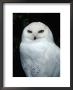 Portrait Of A Snowy Owl by Fogstock Llc Limited Edition Pricing Art Print