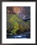 Fall Color On Virgin River, Zion National Park, Utah, Usa by Diane Johnson Limited Edition Print