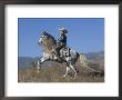 Horseman In Traditional Dress Riding Grey Andalusian Stallion, Ojai, California, Usa by Carol Walker Limited Edition Print