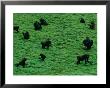 Elevated View Of Lowland Gorillas (Gorilla Gorilla Gorilla) Foraging In The Bai by Michael Nichols Limited Edition Print