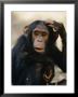 One Of The Many Chimpanzees Studied By Jane Goodall At Gombe Stream National Park by Kenneth Love Limited Edition Print