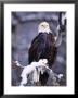 Bald Eagle, Chilkat River, Ak by Elizabeth Delaney Limited Edition Print
