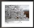 Tree Branches After An Ice Storm by Dennis Macdonald Limited Edition Print