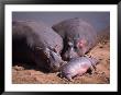 Hippos On Bank Of Mara River, Kenya by Michele Burgess Limited Edition Print