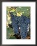 Wine Grapes, Vineyard, Ca by Mark Gibson Limited Edition Print