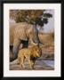 African Elephant And Lion At A Water Hole In Chobe National Park by Beverly Joubert Limited Edition Print