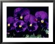 Pansies by Bill Whelan Limited Edition Pricing Art Print