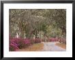 Bonaventure Cemetery With Moss Draped Oak, Dogwoods And Azaleas, Savannah, Georgia, Usa by Joanne Wells Limited Edition Pricing Art Print