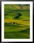 Rolling Green Hills Of Spring Crops, Palouse, Washington, Usa by Terry Eggers Limited Edition Print