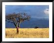 A Lone Tree In The Grasslands Of Nechisar National Park, Ethiopia by Janis Miglavs Limited Edition Print