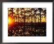 Sunset On The Road From Tallahassee In Wakulla Springs State Park,Florida by Jon Davison Limited Edition Print