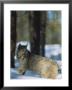 A Canadian Lynx by Paul Nicklen Limited Edition Print
