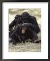 Two Chimpanzees Groom Each Other In Gombe Stream National Park by Kenneth Love Limited Edition Print