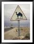 Beware Of Camels Sign Along An Algerian Highway by Thomas J. Abercrombie Limited Edition Print
