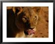 Female Lion With Tongue Out, Namibia, South Africa by Keith Levit Limited Edition Pricing Art Print