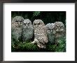 Five Young Tawny Owls, Germany by Delpho Limited Edition Print