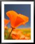 Poppies In Spring Bloom, Lancaster, California, Usa by Terry Eggers Limited Edition Pricing Art Print