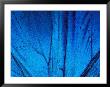 Detail Of Blue Morpho Wing, Barro Colorado Island, Panama by Christian Ziegler Limited Edition Print