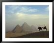 Camels And Driver At The Pyramids Complex, Egypt by Claudia Adams Limited Edition Print
