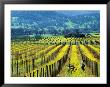 Farmer In A Vineyard In Early Spring, Napa Valley, United States Of America by Jerry Alexander Limited Edition Print