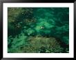 Aerial View Of Outrigger Canoe With Sail In Clear Kenyan Waters by Bobby Haas Limited Edition Print