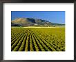 Field Of St. John's Wort, Oregon by Inga Spence Limited Edition Print