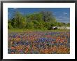 Blue Bonnets And Indian Paintbrush With Oak Trees In Distance, Near Independence, Texas, Usa by Darrell Gulin Limited Edition Print