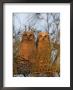 Great Horned Owlets On Tree Limb, De Soto, Florida, Usa by Arthur Morris Limited Edition Print