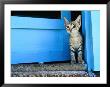 Kitten Standing In Doorway, Apia, Samoa by Will Salter Limited Edition Pricing Art Print