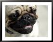 Pug Dog by Bartomeu Amengual Limited Edition Pricing Art Print