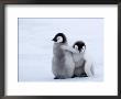 Emperor Penguin Chicks, Snow Hill Island, Weddell Sea, Antarctica, Polar Regions by Thorsten Milse Limited Edition Print