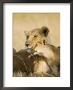 Lioness And Cub Showing Affection, Masai Mara Game Reserve, Kenya, East Africa, Africa by James Hager Limited Edition Pricing Art Print