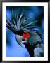 Black Cockatoo In Taman Burung Bali Bird Park, Batubulan, Indonesia by Paul Beinssen Limited Edition Pricing Art Print