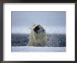 Polar Bear Shakes Off The Water As He Pulls Himself Onto The Ice by Paul Nicklen Limited Edition Print