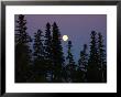 Vegetation And Moon, Lake Scenes by Keith Levit Limited Edition Print