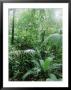 Rain Forest, Costa Rica by Lynn M. Stone Limited Edition Print