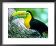 Keel Billed Toucan With A Cicada, Borro Colorado Island, Panama by Christian Ziegler Limited Edition Print