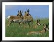 A Group Of Pronghorns In Buffalo Gap National Grassland by Annie Griffiths Belt Limited Edition Print