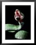Green Bush Viper (Atheris Squamiger) Africa by Gary Mcvicker Limited Edition Pricing Art Print