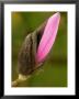 Magnolia Caerhays Belle, Close-Up Of Opening Bud, March by Susie Mccaffrey Limited Edition Print
