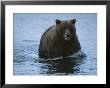 An Alaskan Brown Bear In A Body Of Water by Roy Toft Limited Edition Print