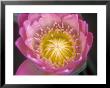 Waterlily, Naples Botanical Garden, Naples, Florida, Usa by Rob Tilley Limited Edition Print