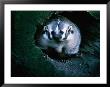 North American Badger (Melinae) In Captivity, Toronto Zoo, Toronto, Canada by John Hay Limited Edition Print