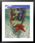 Snorkeling In The Blue Waters Of The Bahamas by Greg Johnston Limited Edition Print