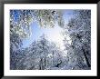 Freshly Snow-Covered Trees In Sunlight, Laguna Mountains, Cleveland National Forest, California by Christopher Talbot Frank Limited Edition Print