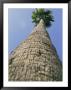 Frogs-Eye View Of A Palm Tree That Reaches To The Sky by Stacy Gold Limited Edition Print