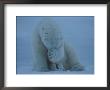 A Polar Bear (Ursus Maritimus) Hides Its Face With Its Paws by Norbert Rosing Limited Edition Print